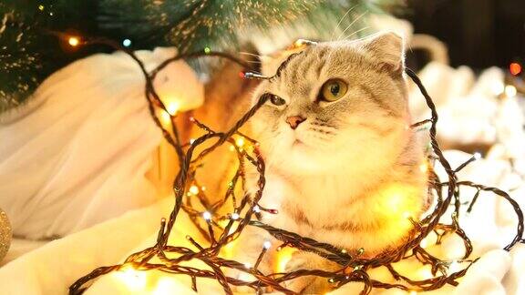 有圣诞花环和圣诞树的苏格兰折猫