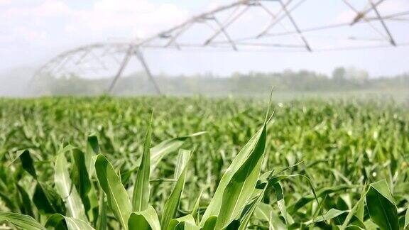 玉米田的灌溉