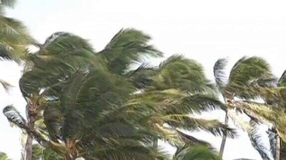 棕榈树上刮着大风