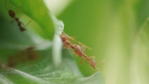 蚂蚁帮助他们的朋友