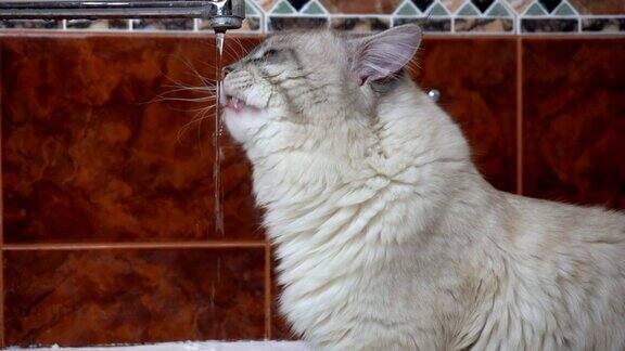 家养西伯利亚猫喝水和探索涓涓细流的视频