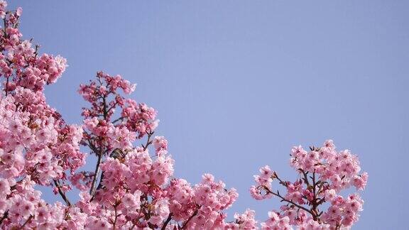 一段樱花和鸟儿在春风中摇曳的视频