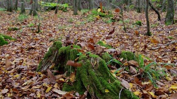 秋叶飘落在森林里的树桩上慢动作