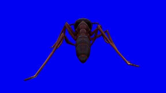 色度键上的行走蚂蚁动物概念野生动物游戏返校3d动画短片电影卡通有机色度键角色动画设计元素循环库存视频