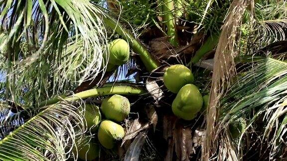 椰子在棕榈上成熟了