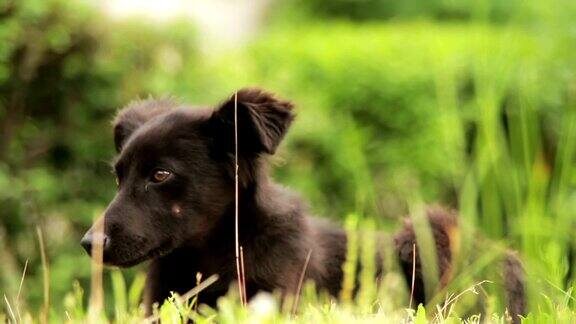 无家可归的狗坐在草地上