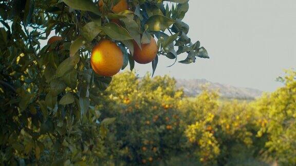 西西里柑橘园的橙子