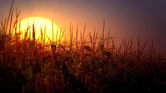 玉米田上的日落(可循环)