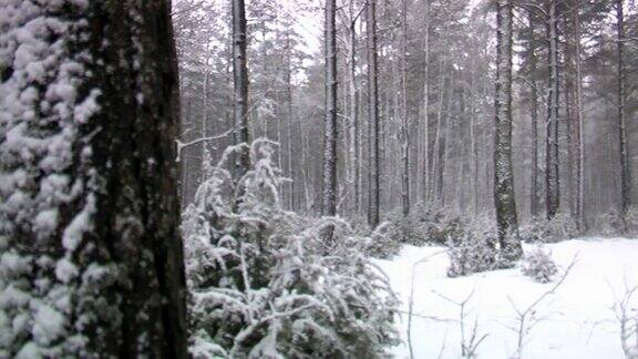 针叶林在下雪