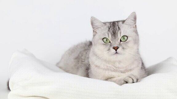 灰色的猫和绿色的眼睛躺着和喵喵叫
