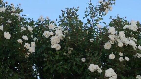 带着白色花朵的玫瑰花丛在蓝天下迎风摇曳