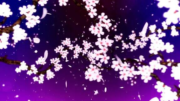 樱花盛开循环动画
