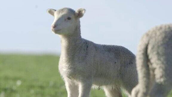 绵羊在澳大利亚农场吃草慢镜头