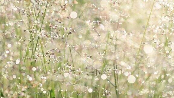 野花、草和露珠