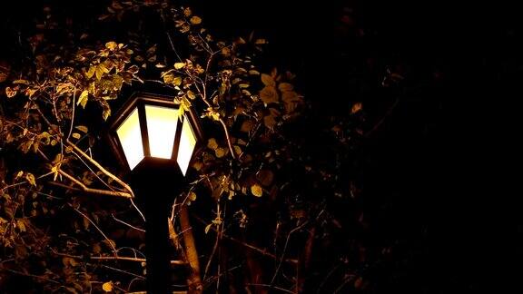 晚上树下的路灯