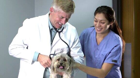 兽医和助理检查犬