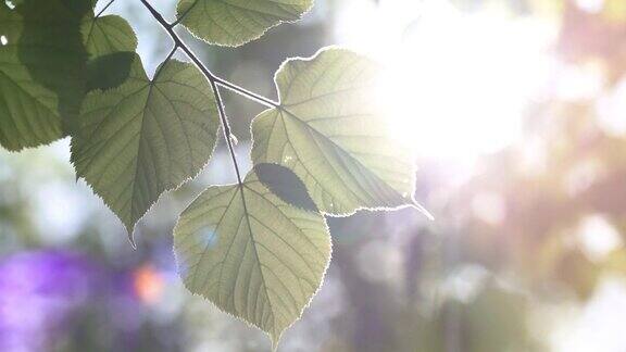 一棵新鲜的绿树在美丽的阳光下离开