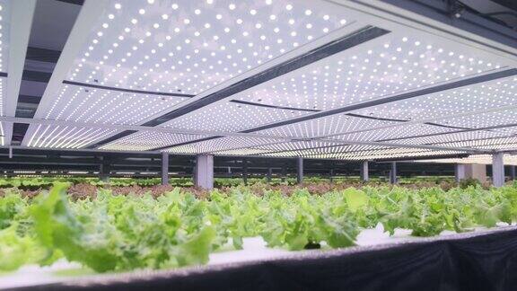 室内垂直农场中种植的生菜架