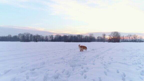 狗在户外享受雪
