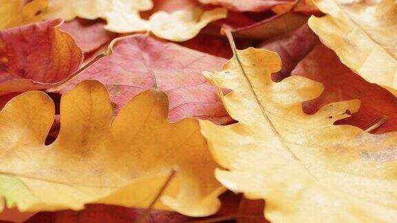 秋天的叶子是红色和黄色的