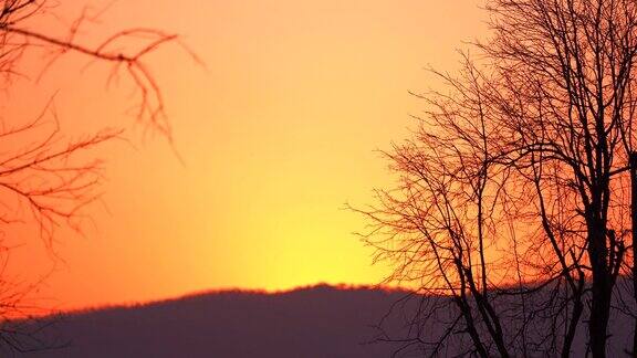 日落天空背景上的一棵暗树