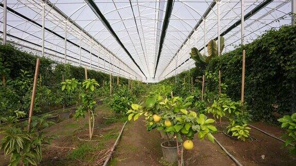 变种热带水果和柚子生长在热带温室