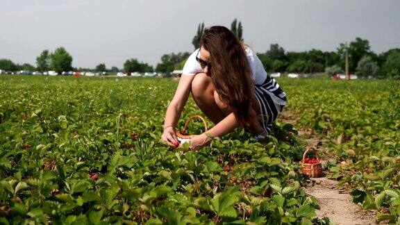 收集新鲜草莓在农场-4K视频