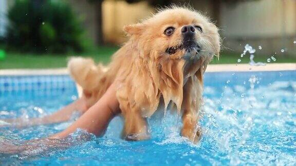 波美拉尼亚斯皮茨犬在游泳池里游泳炎热的天气