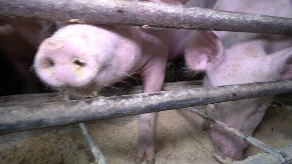 猪猪农场