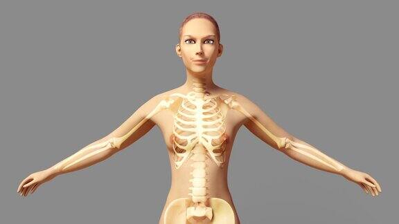 伸展女性上半身的骨骼系统+阿尔法