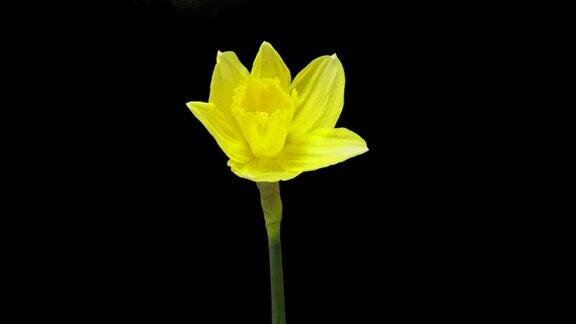 黄水仙或水仙花生长的时间推移春花水仙花盛开在黑色的背景