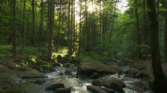 阳光森林里的石溪