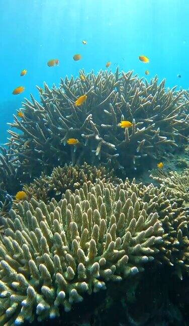 热带气候岛上的水下清澈的珊瑚礁和鱼群