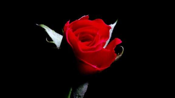 红玫瑰盛开黑色背景延时超高清