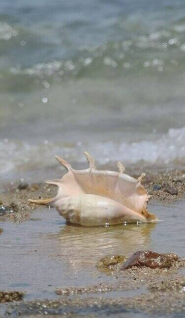 垂直视频:背景海浪上冲浪带的贝壳海岸蜘蛛海螺的壳