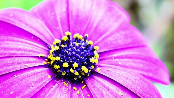 紫雏菊盛开的