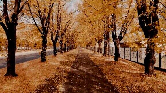 飞过公园里的秋树小巷
