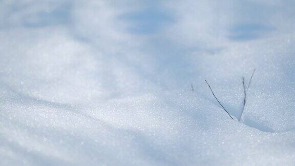 白雪皑皑的地面上阳光透过树木照射进来平底锅