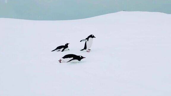 企鹅在南极