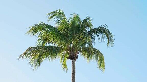 佛罗里达棕榈树映衬着美丽晴朗的天空