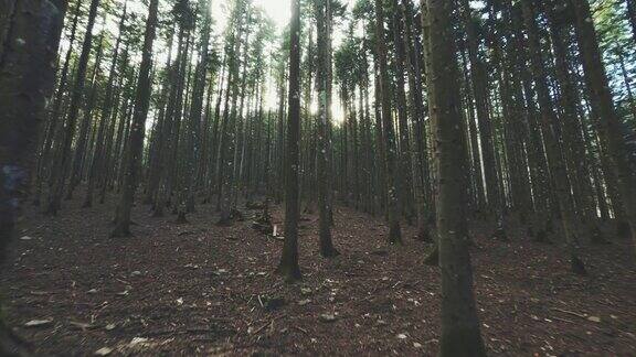 在树林中漫步