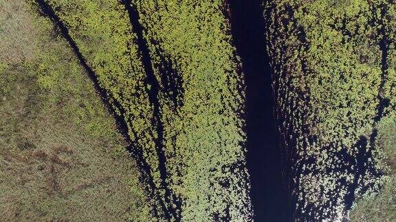 奥卡万戈三角洲的水道和泻湖的睡莲的近距离放大鸟瞰图