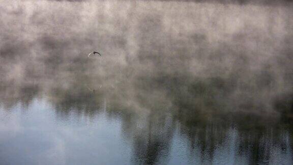 雾湖上的蓝鹭