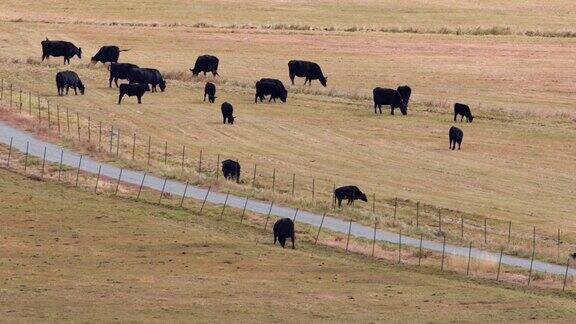 内华达州里诺市的牛群
