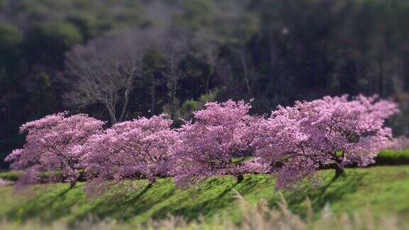 下嘉摩河边盛开的川崎樱花树和油菜花