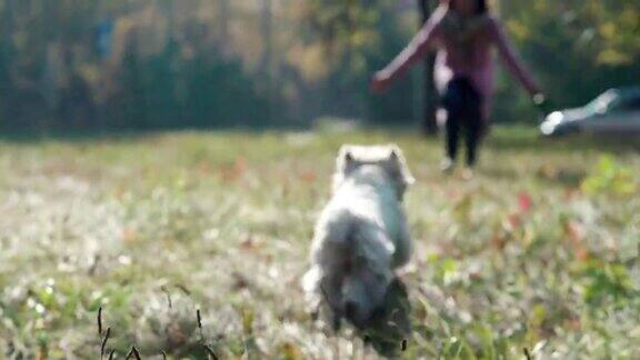 快乐的狗在前面的草地上奔跑爱玩且精力充沛的狗
