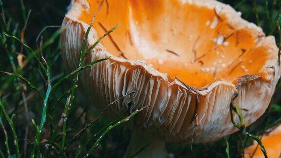 巨大的巨型蘑菇在草地近距离观察秋收十月香菇