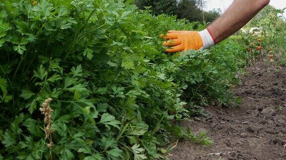 【种植】一丛成熟的绿色欧芹农夫用手抚摸着花园里的欧芹种出了一种蔬菜农民在花园里种植新鲜的食用药草