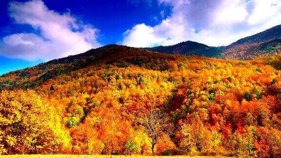 秋天树木森林山景观