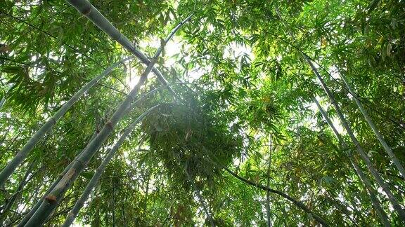 竹林有阳光竹林景观位于热带雨林中